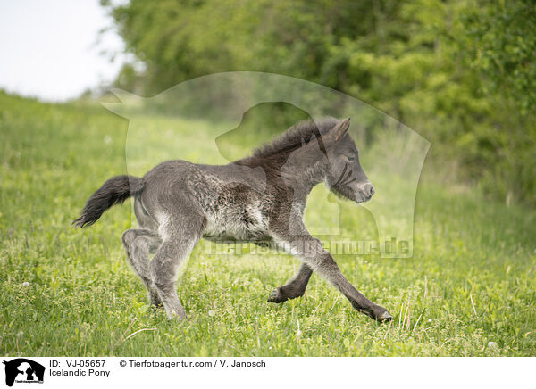 Islnder / Icelandic Pony / VJ-05657
