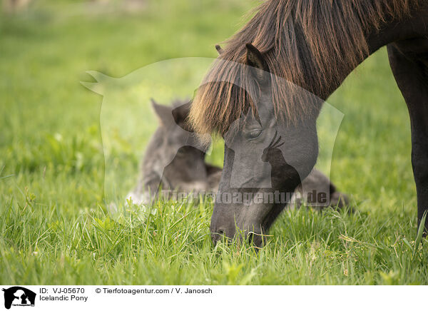 Islnder / Icelandic Pony / VJ-05670