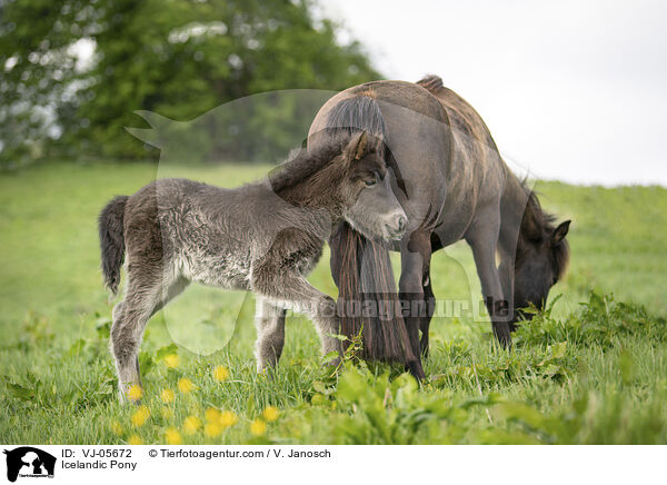 Islnder / Icelandic Pony / VJ-05672