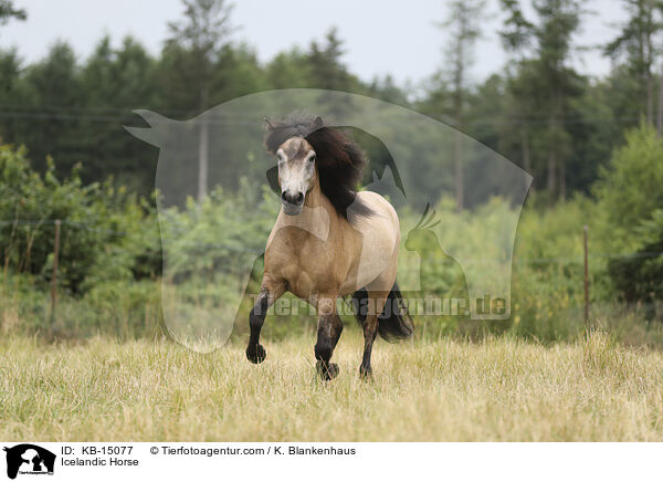 Icelandic Horse / KB-15077