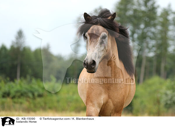 Islnder / Icelandic Horse / KB-15090