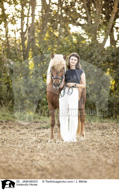 Icelandic Horse / JAM-06053