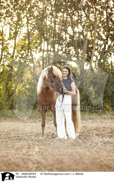 Islnder / Icelandic Horse / JAM-06054