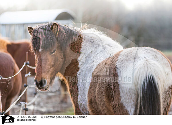 Islnder / Icelandic horse / DOL-02258