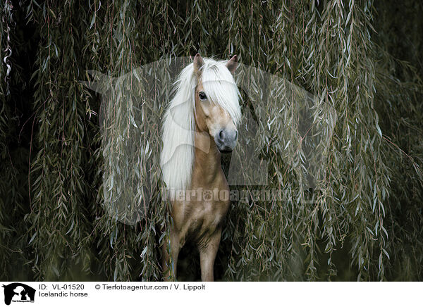 Islnder / Icelandic horse / VL-01520