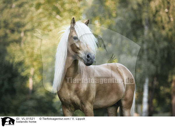 Islnder / Icelandic horse / VL-01521