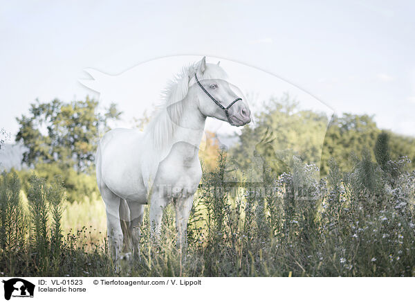 Islnder / Icelandic horse / VL-01523
