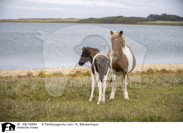 Islandpferd / Icelandic horse / KB-18994