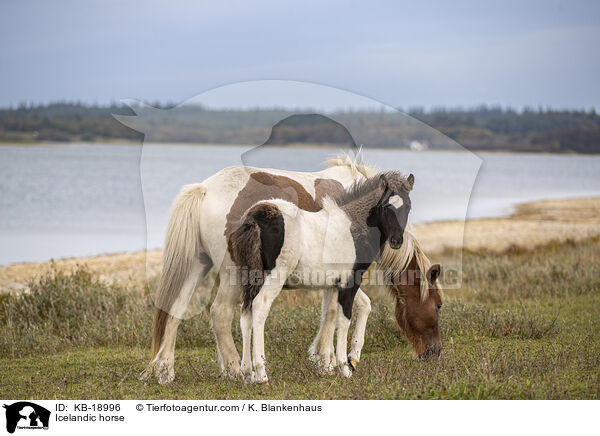 Islandpferd / Icelandic horse / KB-18996
