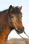 Icelandic horse portrait