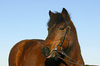 Icelandic horse portrait