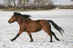 galloping Islandic horse