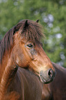 Icelandic horse