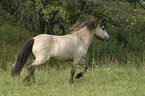 running horse