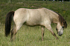 Icelandic horse