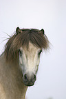 Icelandic horse Portrait