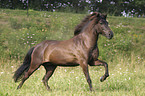 running horse