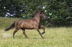 running horse