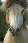 Icelandic horse Portrait