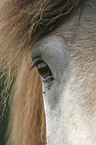 horse eye