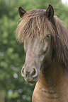 Icelandic horse Portrait