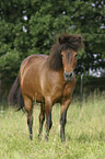 Icelandic horse