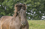 Icelandic horse Portrait