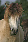 Icelandic horse Portrait