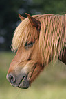 Icelandic horse Portrait