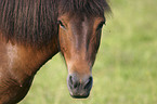 Icelandic horse Portrait