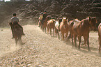 horses in action