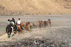horses in action