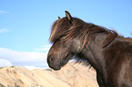 horse portrait