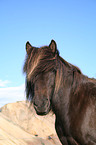 horse portrait