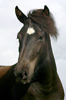 Icelandic horse Portrait