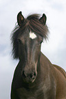 Icelandic horse Portrait