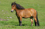 Icelandic horse