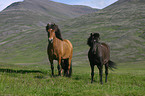 Icelandic horse