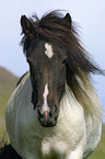 Icelandic horse Portrait