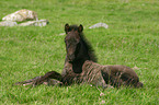 lying Icelandic horse foal