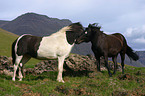 cleaning horses