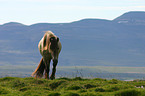 Icelandic horse