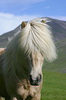 Icelandic horse Portrait