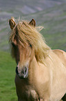 Icelandic horse Portrait