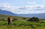 Icelandic horse