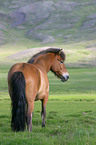 Icelandic horse