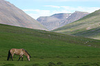 Icelandic horse