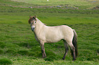 Icelandic horse