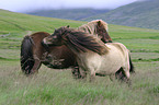 cleaning horses