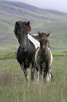 mare with foal